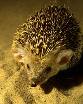 Captive Long eared desert hedgehog {Hemiechinus auritus} from North Turkmenistan, CIS