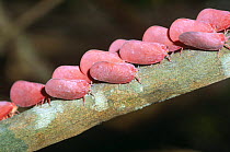 Leafhoppers clustering on branch (Flatidia coccinea) Ankarafantsika NR, Madagascar