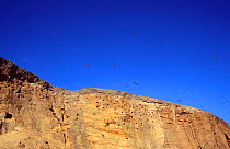 Sand martins flying above cliffs with nest holes {Riparia riparia} Norfolk, UK
