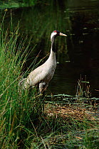 Common crane at nest {Grus grus} Norfolk, UK