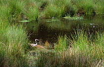 Common crane on nest {Grus grus} Norfolk, UK