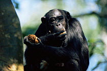 Chimpanzee feeding on ripe figs in tree {Pan troglodytes} Kibale forest, Uganda