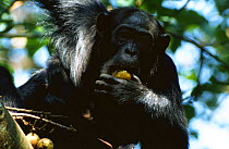 Chimpanzee feeding on ripe figs in tree {Pan troglodytes} Kibale forest, Uganda