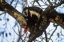 Black and white colobus monkey {Colobus guereza} feeding on flowers in tree, Kibale, Uganda