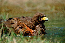 Harris hawk bathing {Parabuteo unicinctus} Texas, USA