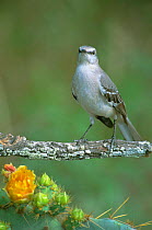 Mockingbird {Mimus polyglottos} Texas, USA