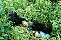 Sir David Attenborough with mountain gorillas, on location for BBC series  'Life on Earth', Rwanda, Africa 1978