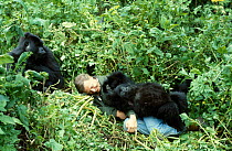 Sir David Attenborough with mountain gorillas on location for BBC series 'Life on Earth', Rwanda, Africa 1978