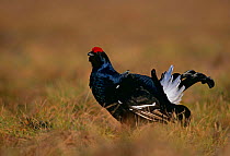 Male Black grouse displaying at lek {Tetrao tetrix} May Northern Europe