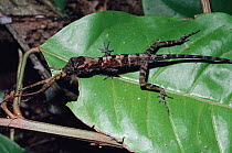 Aquatic anole eating juvenile of its own species {Anolis aquaticus} tropical rainforest, Costa Rica, Central America