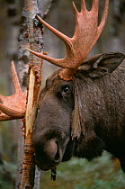 Moose bull rubbing antler to shed velvet {Alces alces} Sarek NP, Sweden.