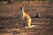 Agile wallaby in outback {Macropus agilis} Northern Territory, Australia
