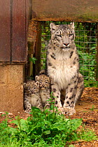 Snow leopard mother and cubs {Panthera uncia} in cage. Native to Himalayas, Endangered species.