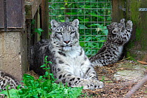Snow leopard mother and cubs in cage (Panthera uncia} native to Himalayas. Endangered species.