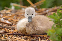 Very young Mute swan cygnet at nest {Cygnus olor} Dorset, England, UK, Europe