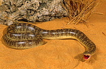 Arabian sand boa snake {Eryx jayakari} Muscat, Oman. Captive.