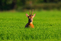 Roe deer {Capreolus capreolus} in field, England, UK, Europe
