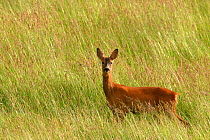 Female Roe deer {Capreolus capreolus} in grass field, England, UK, Europe