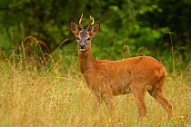 Male Roe deer {Capreolus capreolus} profile portrait England, UK, Europe