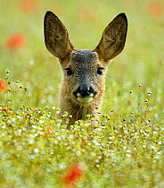 Female Roe deer {Capreolus capreolus} head portrait in flowering field, England, UK, Europe