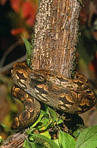 Dumeril's ground boa wrapped around tree {Acrantophis dumerili} captive