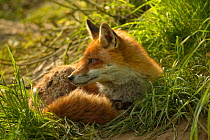 Female Red fox {Vulpes vulpes} resting portrait,  England, UK, Europe