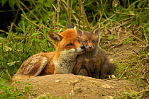 Female Red fox {Vulpes vulpes} with cub, intimate portrait of affection and close bond between mother and young, England, UK, Europe