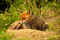 Mother and cub Red fox {Vulpes vulpes}, young cub yawning, near den, England, UK, Europe