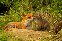 Mother and cub Red fox {Vulpes vulpes} showing affectionate bonding behaviour, England, UK, Europe
