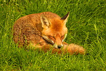 Adult Red fox {Vulpes vulpes} curled up asleep in grass, England, UK, Europe