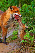Young Red fox cub {Vulpes vulpes} begs for food (chicken) from mother, England, UK, Europe