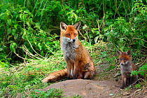 Red fox mother with cub {Vulpes vulpes} sitting by den entrance, England, UK, Europe