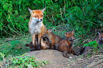 Mother Red fox {Vulpes vulpes} suckling cubs at den entrance, England, UK, Europe