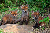 Three curious Red fox cubs {Vulpes vulpes} at den entrance, England, UK, Europe