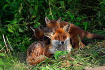 Red fox mother and cubs {Vulpes vulpes} England, UK, Europe
