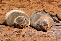 Cape fur seals {Arctocephalus pusillus pusillus} sleeping on beach in sun, Cape Cross, Namibia, Southern Africa