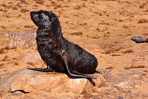 Cape fur seal pup {Arctocephalus pusillus pusillus} on beach, Cape Cross, Namibia, Southern Africa