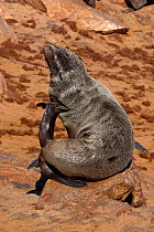 Cape fur seal {Arctocephalus pusillus pusillus} scratching, Cape Cross, Namibia, Southern Africa