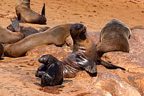 Cape fur seals {Arctocephalus pusillus pusillus} on beach at Cape Cross, Namibia, Southern Africa