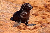Cape fur seal pup {Arctocephalus pusillus pusillus} Cape Cross, Namibia, Southern Africa