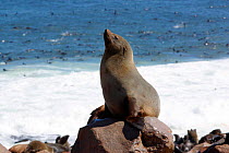 Adult Cape fur seal {Arctocephalus pusillus pusillus} on rock, Cape Cross, Namibia, Southern Africa