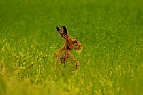 Alert European / Brown hare {Lepus europaeus} in field Hampshire, England, UK