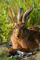 European / Brown hare {Lepus europaeus} resting in the sun Hampshire, England, UK