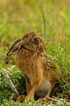 European / Brown hare {Lepus europaeus} portrait, ears down Hampshire, England, UK