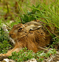 European / Brown hare {Lepus europaeus} resting on ground, Hampshire, England, UK