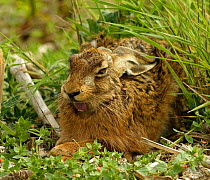 European / Brown hare {Lepus europaeus} yawning, Hampshire, England, UK
