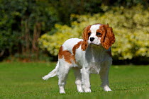 Cavalier King Charles spaniel puppy,  Wiltshire, England, UK