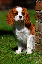 Cavalier King Charles spaniel puppy {Canis familiaris} portrait, Wiltshire, England, UK