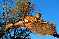 Leopard {Panthera pardus} in tree with springbok kill. Namibia, Southern Africa.