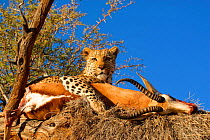Leopard {Panthera pardus} in tree with Impala kill  Namibia, Southern Africa